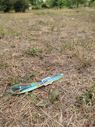 Brățări de la festival încă pot fi găsite în iarbă foto: Grupul de Inițiativă Civică Parcul Izvor/Facebook