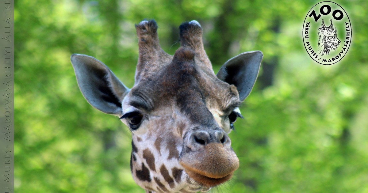 A murit girafa Gina, singura din România. Foto: Grădina Zoologică din Târgu Mureș / Facebook