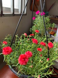 Flori de piatră în jardinieră