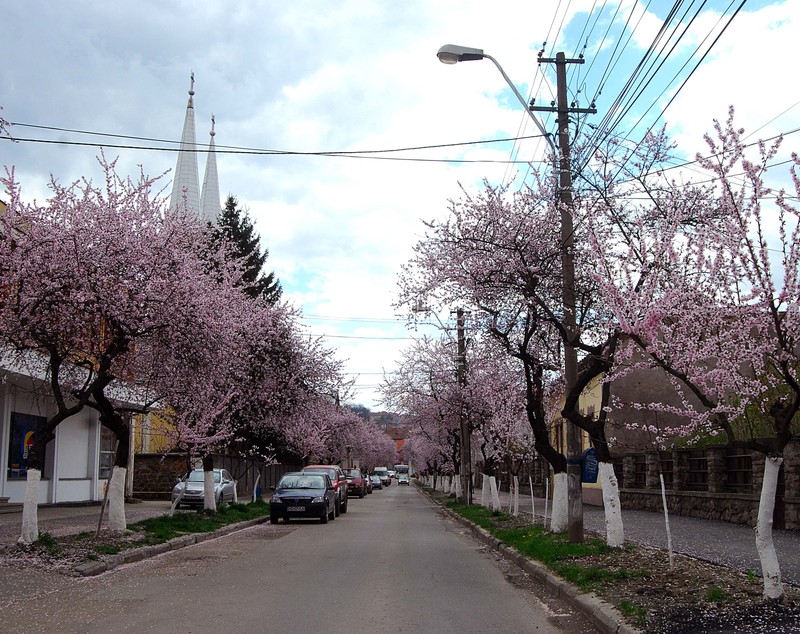 Este aceasta una dintre cele mai frumoase străzi din România? Imagini desprinse parcă din povești! GALERIE FOTO