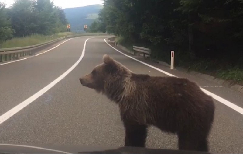 Un şofer din Harghita s-a răsturnat cu mașina, încercând să evite un urs aflat pe şosea. El și pasagera sa au fost răniți