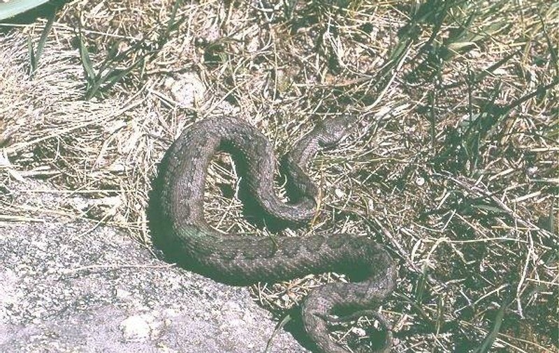 În parcul IOR din Capitală a fost descoperită o viperă!