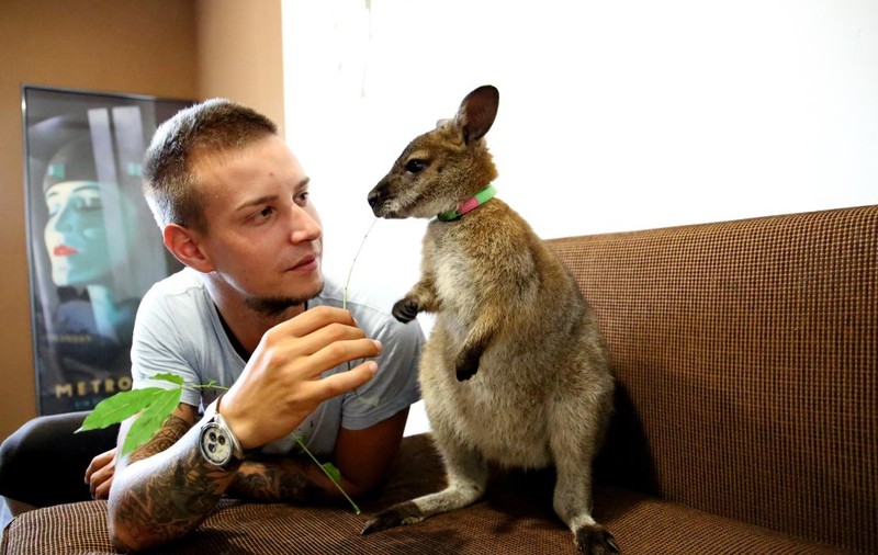 Un tânăr din Cluj crește un cangur ca animal de companie. Din Australia, Rin s-a adaptat în inima Transilvaniei