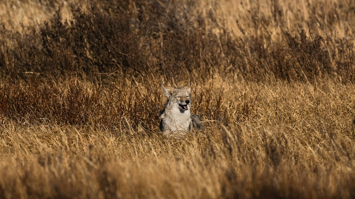 Lup în Parcul Național Yellowstone, Wyoming