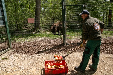 Un îngrijitor hrănește urșii din rezervație. Animalele primesc fructe, legume, carne, uneori înghețată și miere zaharisită în franzele