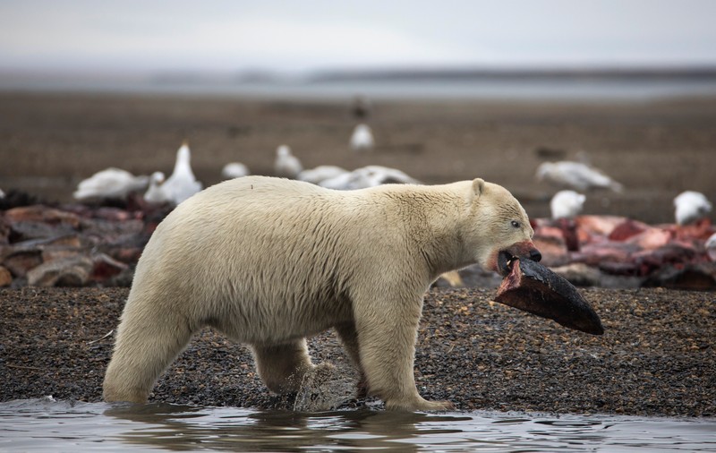 Un tată a fost omorât de un urs polar, după ce s-a băutut cu el pentru a-și salva copiii