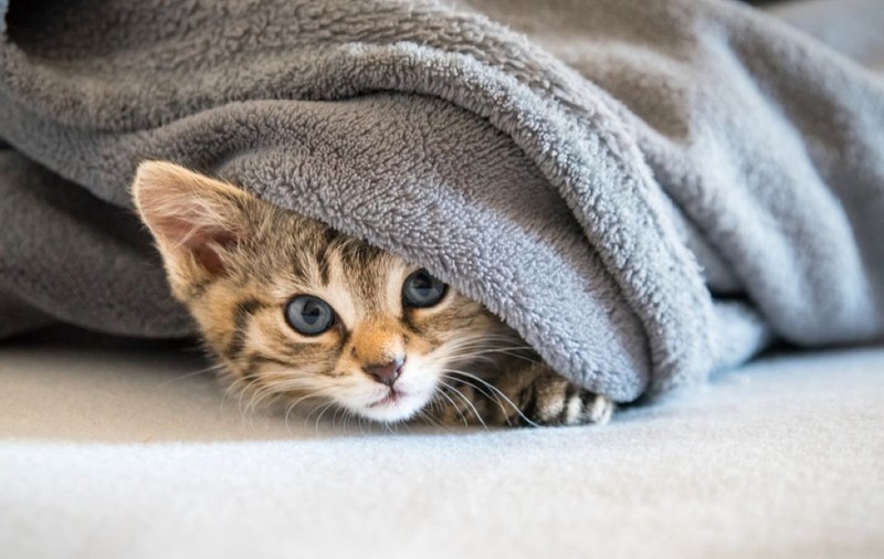 De ce se ascunde pisica ta - ce poate spune asta despre felină