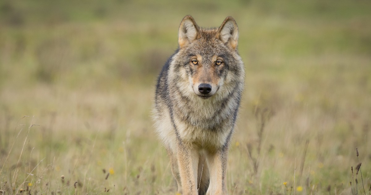 Un lup stă în picioare pe un câmp, privind atent înainte, într-o poziție calmă, dar vigilentă. Blana sa deasă și nuanțele naturale îl ajută să se camufleze în peisajul ierbos.