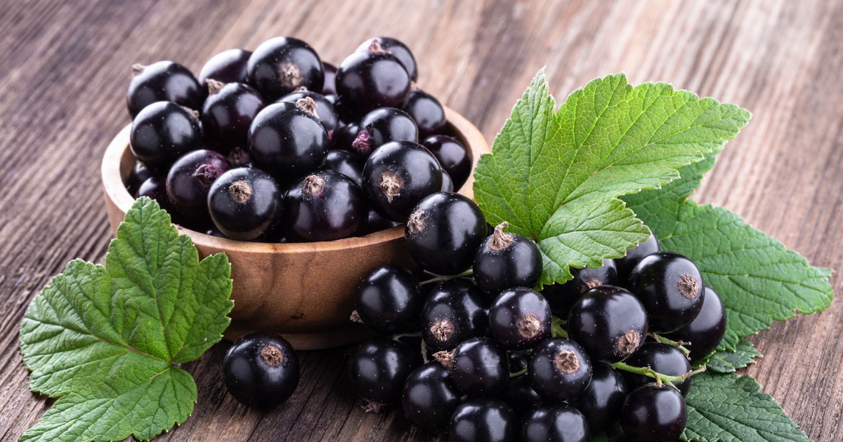 Coacaze negre - beneficii si utilizari