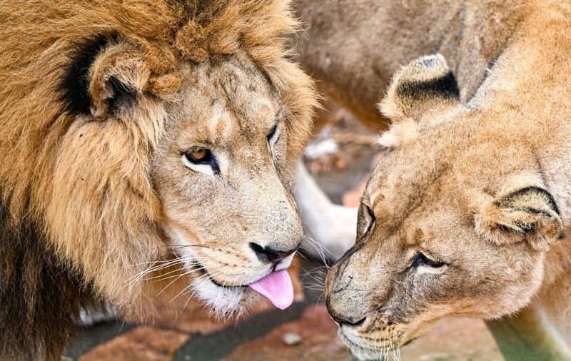 O grădină zoo le cere oamenilor să-și doneze animalele nedorite pentru a hrăni leii și tigrii: „O dietă naturală”