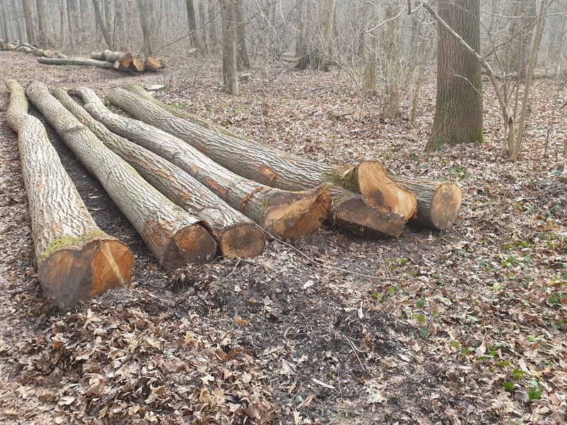 Arbori tăiați de Ocolul Silvic București
