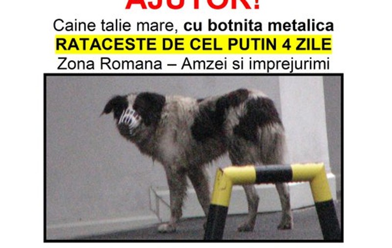 «Dacă nu-l salvăm, acest câine moare în 7 zile»
