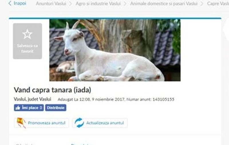 Anunțul care a stârnit amuzament pe internet: ”Vând capră virgină”