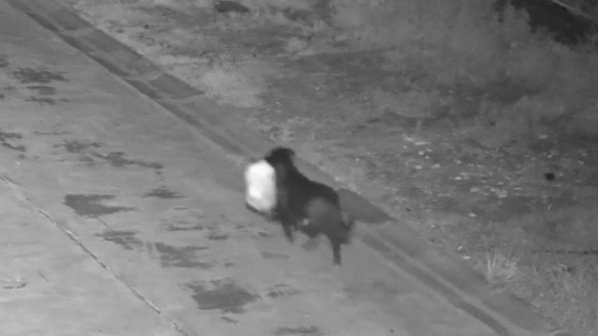 caine negru, cu un sac alb în gură, pe stradă, noaptea - imagine alb-negru
