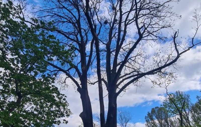 Primăria Oradea a tăiat un frasin secular de aproape 250 de ani, unul dintre cei mai vechi arbori din oraș. Sursă foto: Bihoreanul.