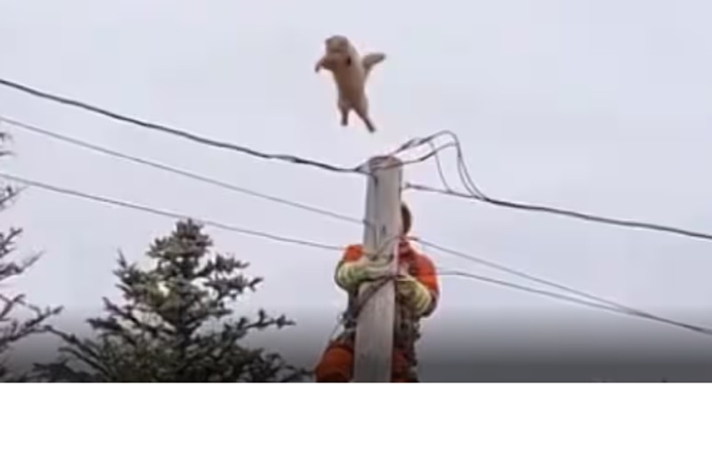 Saltul viral al pisicii Coco de pe un stâlp de înaltă electricitate, exact când un pompier urcase să o salveze, în Canada | VIDEO