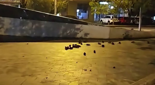 Șobolani, filmați în timp ce se hrăneau pe un trotuar din Piața Sfânta Vineri, în centrul Bucureștiului