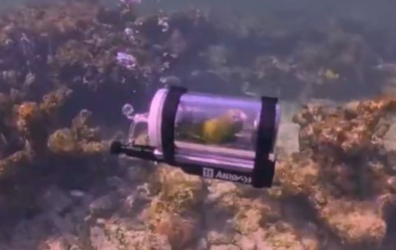 Momentul în care un papagal ajunge sub apele Oceanului Atlantic, într-un submarin făcut special pe dimensiunile lui: „Ar prefera asta decât să stea în colivie”
