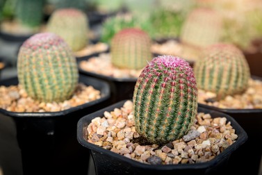 Specii de cactuși cu flori Echinocereus