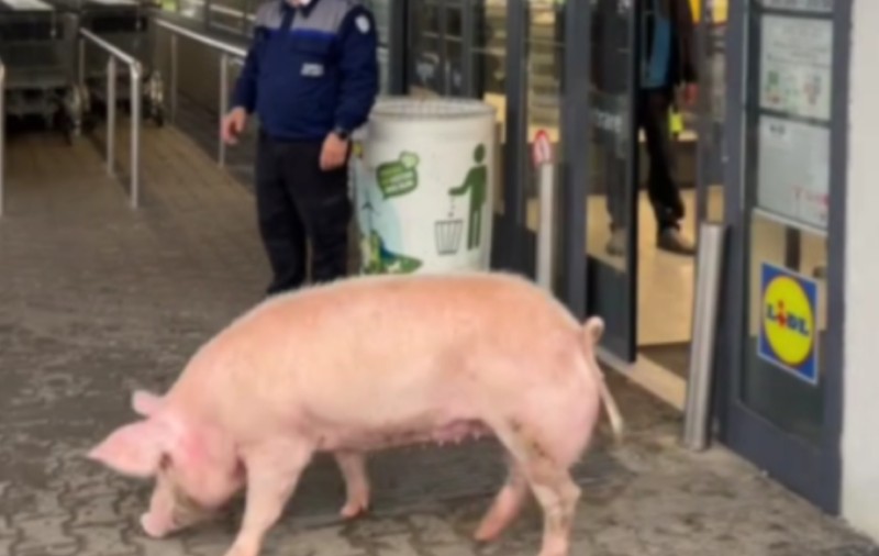 Un porc a încercat să intre cu forța într-un magazin Lidl: „Avem un porc aicea! Vorbesc serios, ce fac cu el?”