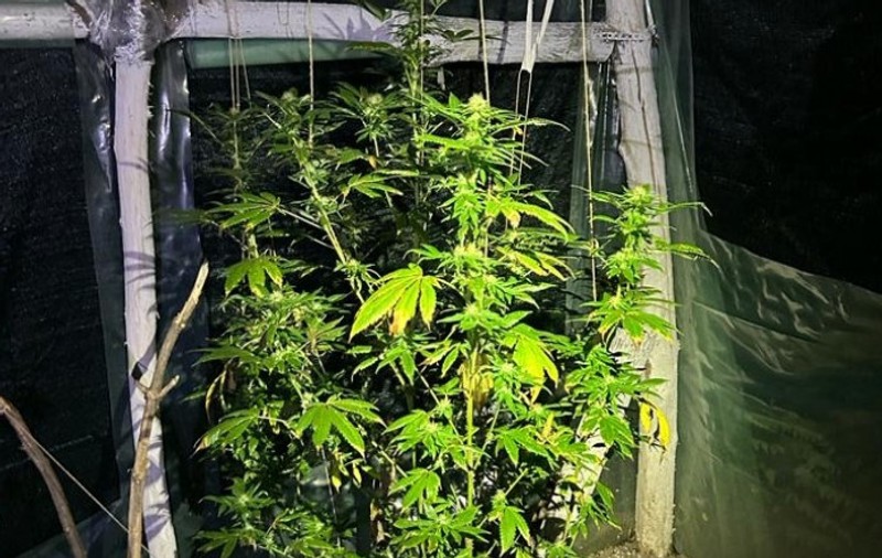 Profesor de engleză din Bacău, suspectat că a cultivat şi vândut canabis. Alți doi profesori din Buzău, bănuiți de implicare în trafic de droguri