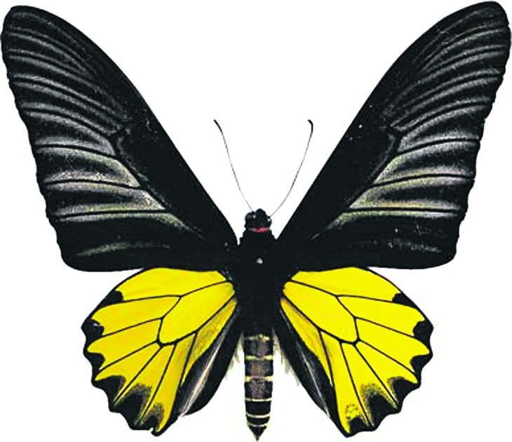Arhiva foto