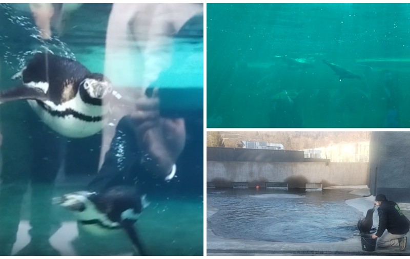 Zoo Brașov devine prima grădină zoologică din România care găzduiește lei de mare, pinguini și foci