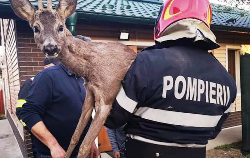 Pompierii au salvat un pui de căprioară, în Argeș
