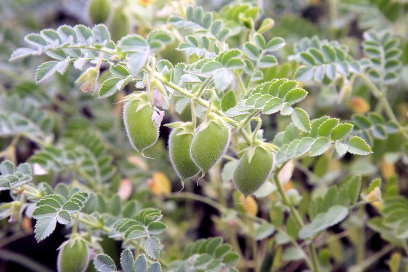 Planta de linte