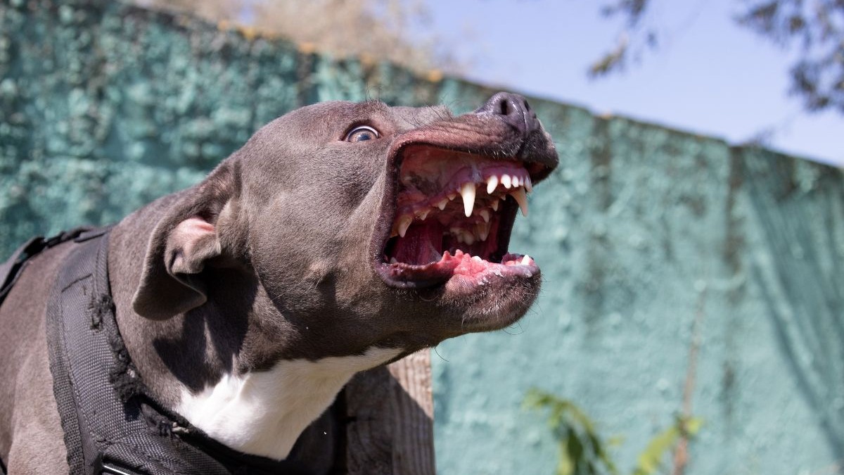 caine maro din rasa Amstaff, violent, cu dinții la vedere, fără botniță