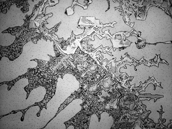 Așa arată lacrimile la microscop când suntem fericiți (Foto: inbors.com)