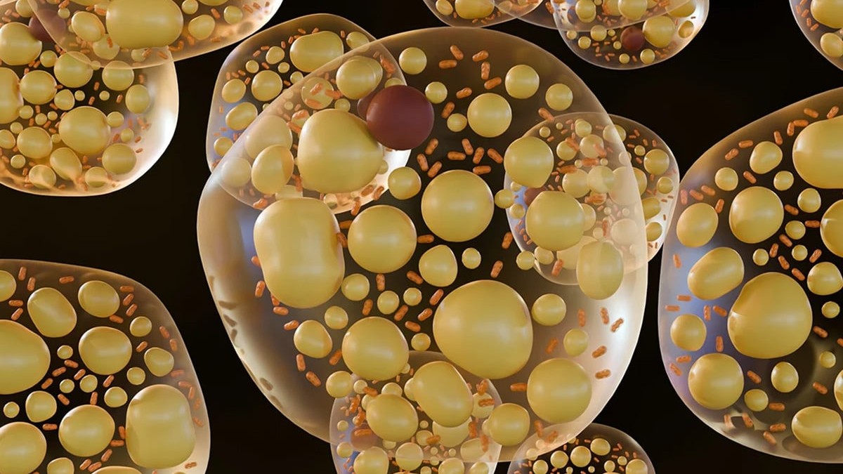Vizualizarea microscopică 3D a celulelor adipoase brune: adipocite multiloculare cu picături dense de lipide și mitocondrii, reprezentând termogeneza și sănătatea metabolică.