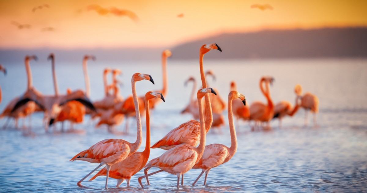 Pasărea Flamingo