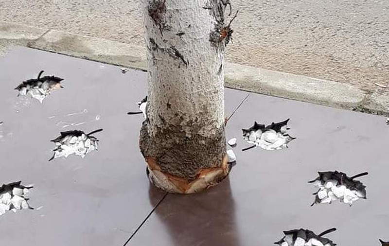 Copaci ciopliți pentru a intra în orificiul unei table ornamentale, în Slatina. "Așa am primit dispoziție"