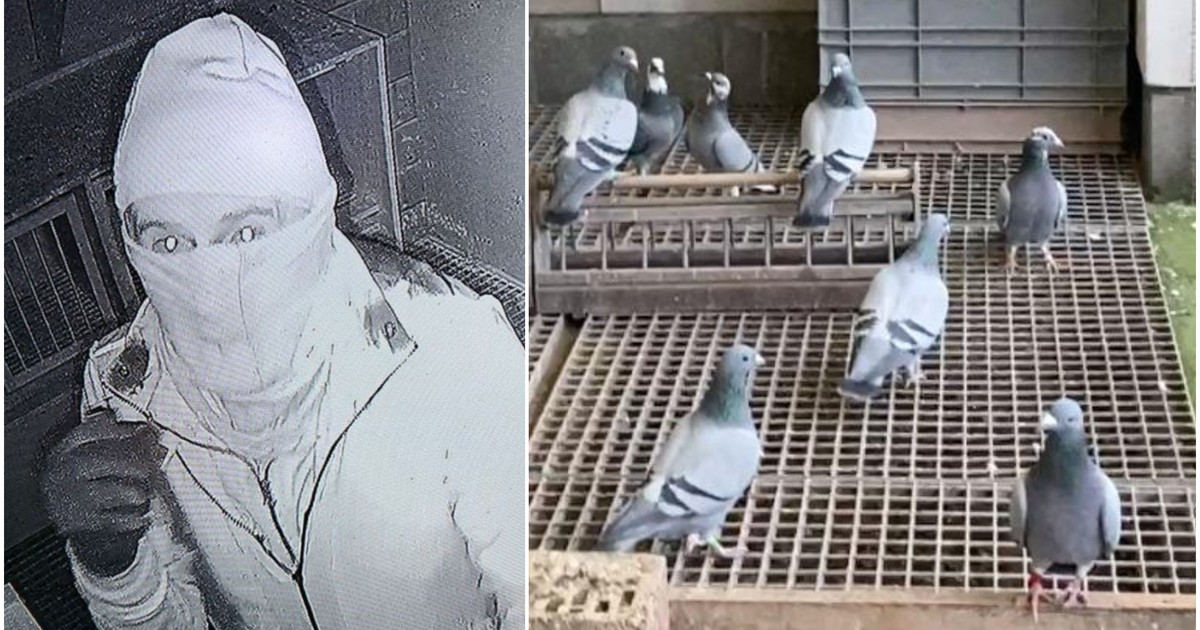 Colaj din două fotografii. În stânga: un bărbat îmbrăcat într-o jachetă și purtând o mască, iar în dreapta: porumbei într-o volieră.