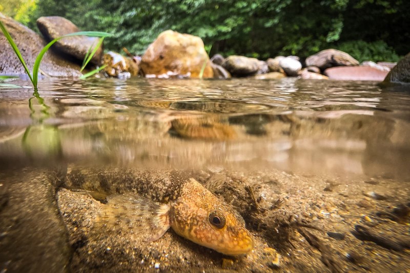 Aspretele fotografiat în râul Vâlsan. Sursă foto: Alex Găvan /Fundația Centura Verde.