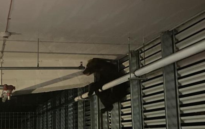 Un urs rănit grav după ce a căzut de la primul etaj al parcării unui mall din Brașov a fost eutanasiat