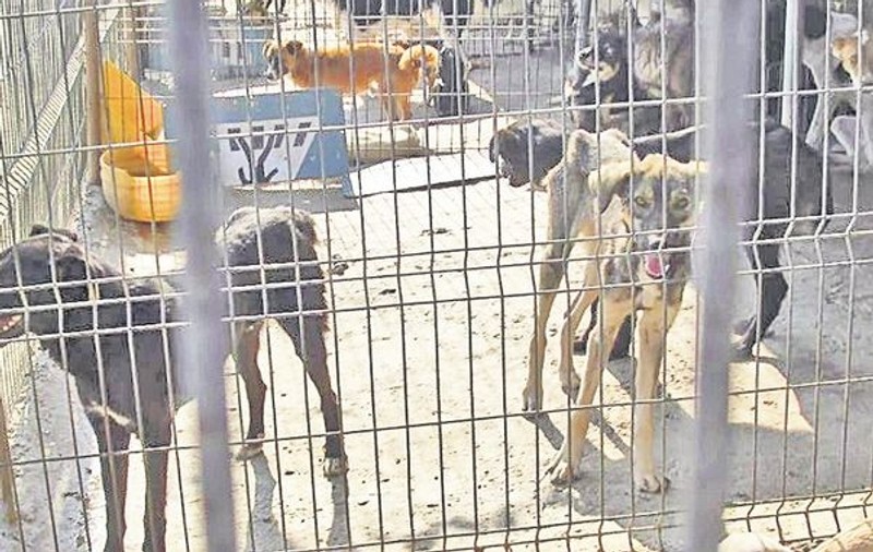 180 de câini, lăsaţi să moară de foame
