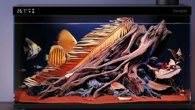 Acvariu Dangbei