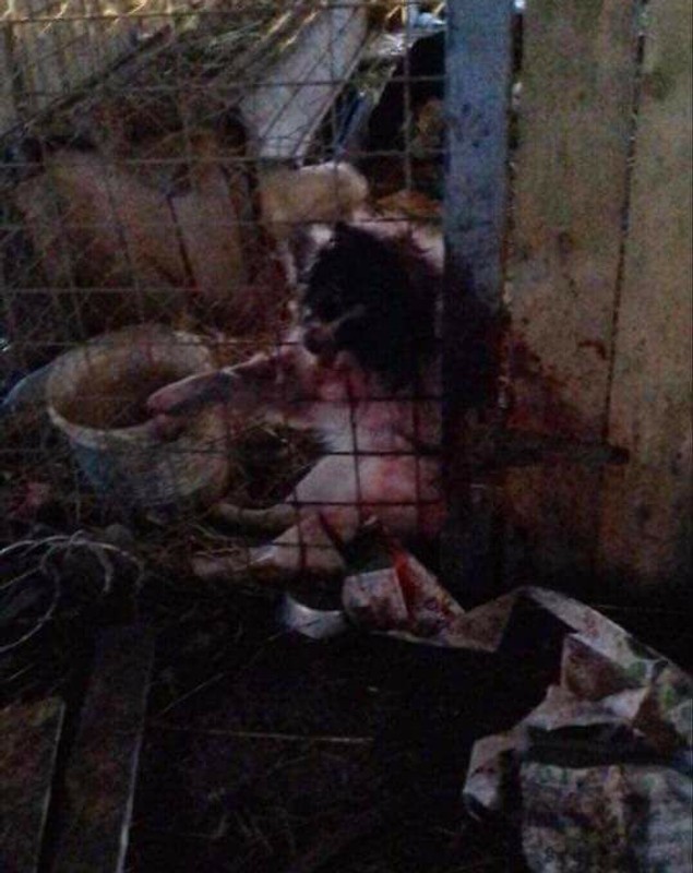 Câinii de la un adăpost de lângă Caracal sunt ținuți în condiții dure