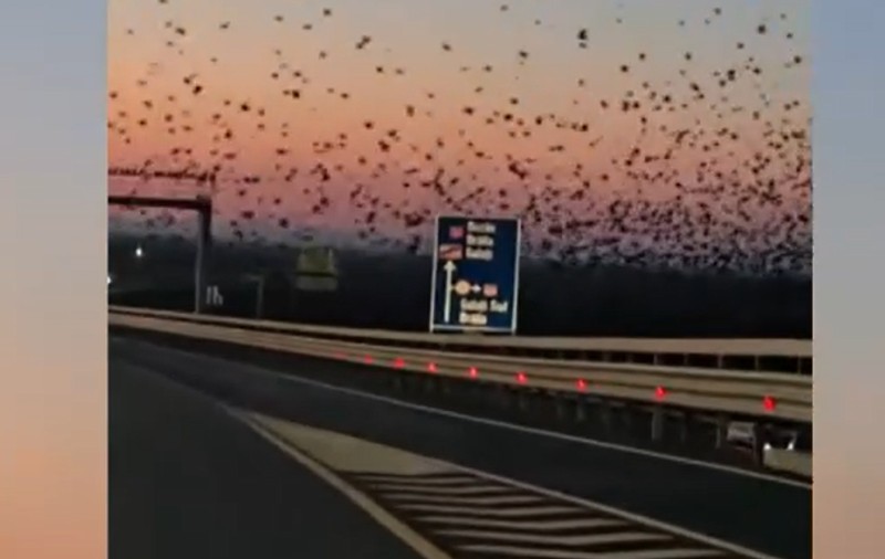 Spectacol pe cer la Dunăre: Mii de ciori au invadat zona podului dintre Galați și Brăila I VIDEO