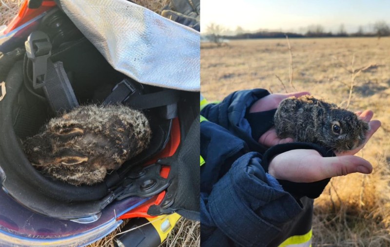 Povestea emoționantă a unui iepuraș prins într-un incendiu de vegetație pus intenționat: „Cam asta lași în urmă: moarte și scrum”