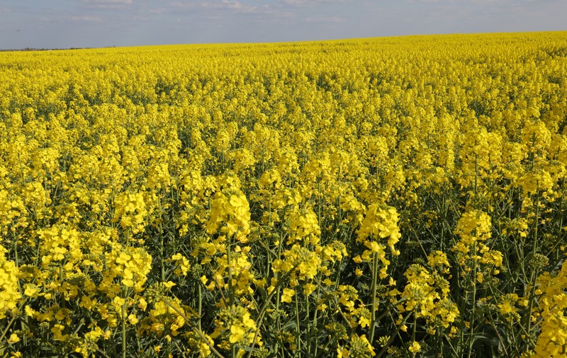 Polonia, gata să golească silozurile din România: peste 1.500.000 de tone de rapiță pleacă la export