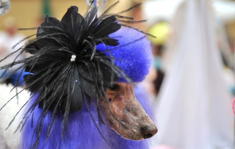 Iubitori de animale, fiţi pe fază! Se pregăteşte prima paradă de modă canină şi felină din Bucureşti!