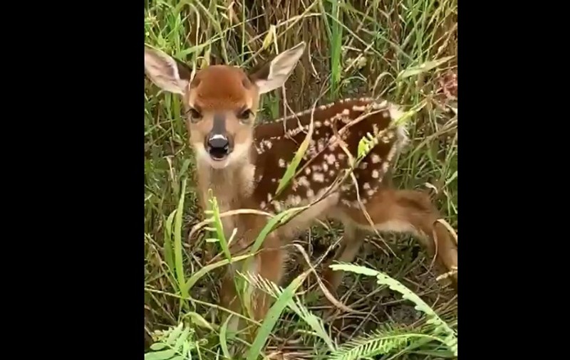 Un pui de cerb a fost filmat în timp ce îşi striga mama în Parcul Naţional Semenic