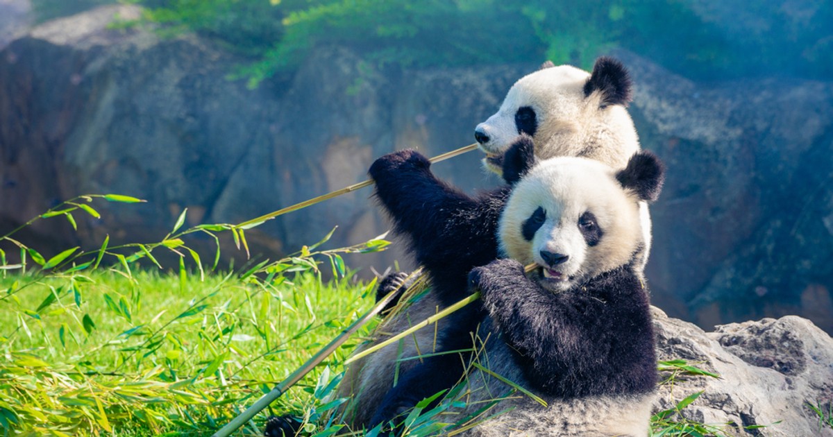 Ursul panda