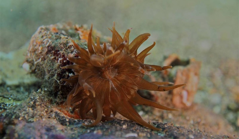 Anemona Sargasso (Anemonia melanaster) trăiește în Marea Sargaselor, fixată de algele plutitoare Sargassum. Este adaptată unui habitat unic, fără țărm, unde oferă adăpost și hrană pentru alte organisme marine. Foto: Profimedia Images