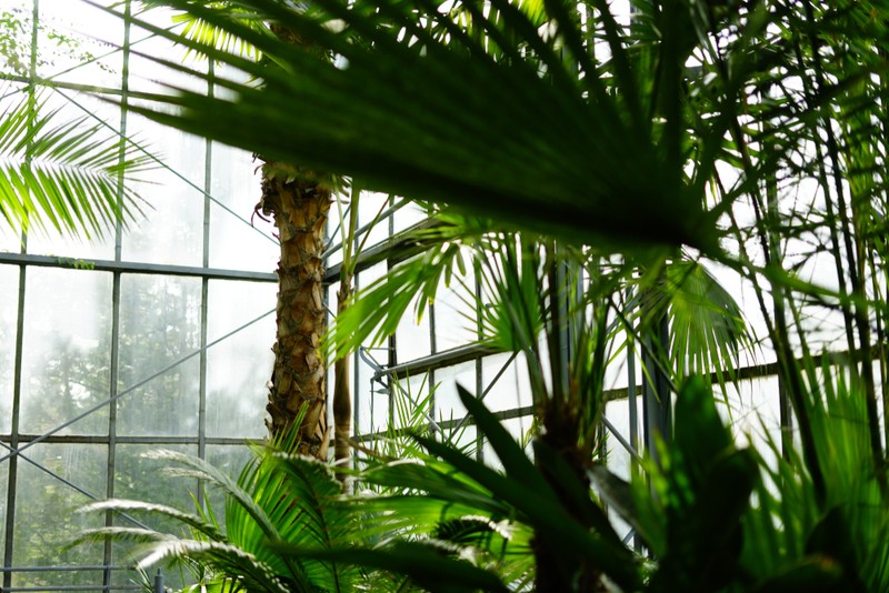 Grădini botanice din România - specii deosebite de plante, arbori și arbuști