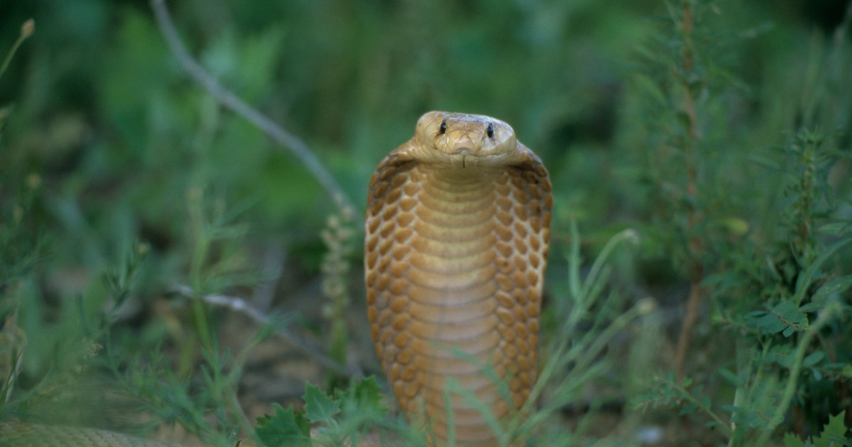 O femeie din INdia a fost mușcată de un șarpe Cobra și familia a crezut-o moartă
