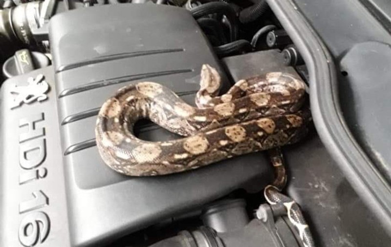 Un boa constrictor, descoperit sub capota unei mașini din Franța. Este al cincizecelea șarpe de anul acesta
